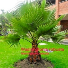 Washingtonia robusta - 30-50