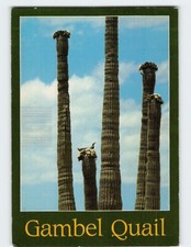 Postcard Gambel Quail