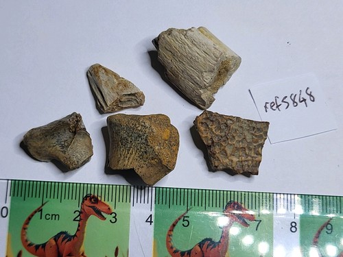 Dinosaur turtle fossils - dinosaur, &