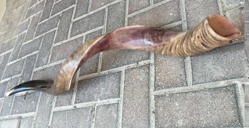 Yemenite kudu shofar - kudu,