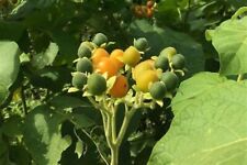 SOLANUM ABUTILOIDES - 30 x seeds - tomato tree, dwarf tamarillo 