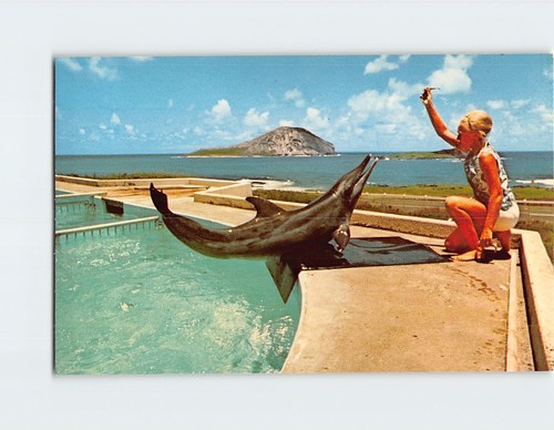 Postcard porpoise keiki sea - porpoise,