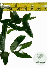 Ficus punctata panama - x2,