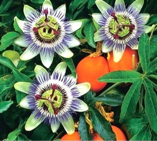 Seeds passion flower - 10,