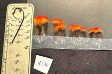 WINTER  SPECIAL INDIAN CROW