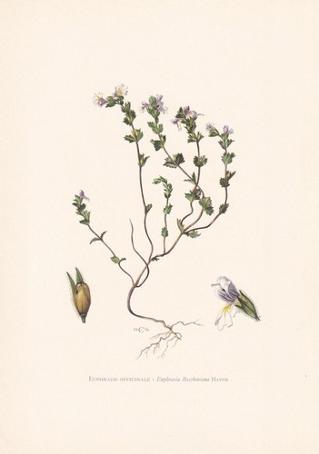 1960 eyebright - eyebright, (euphrasia)