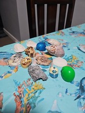 Japanese Hermit Crab Shells