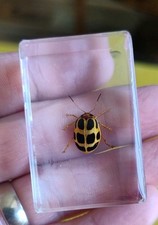 Real ladybird ladybug lady bug - real,