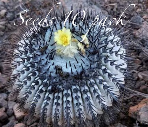 Ultra rare seeds copiapoa - ultra,