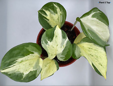 Variegated Pothos Epipremnum