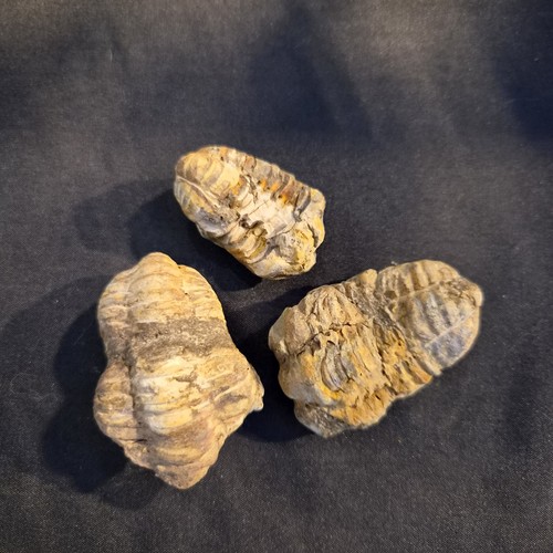 Trilobite morroco - trilobite,