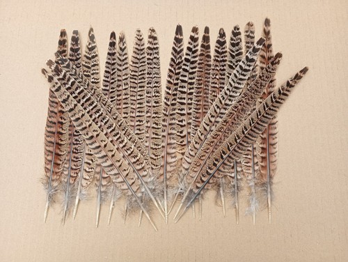 Hen pheasant tail feathers - 20,