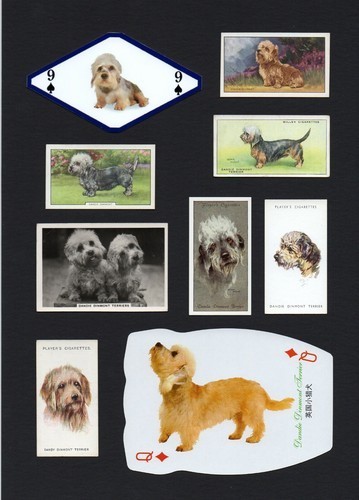 Dandie dinmont terrier - dinmont, mounted