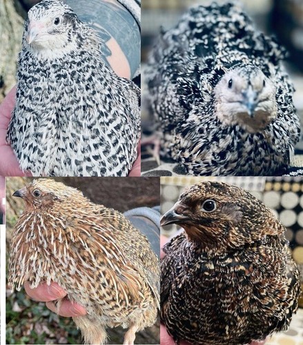 110 jumbo quail hatching eggs - jumbo,