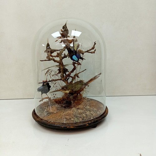 Antique victorian taxidermy - antique,