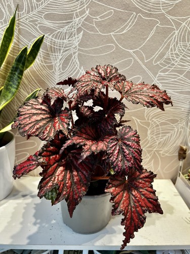 Begonia rex merrymaker house - rex,