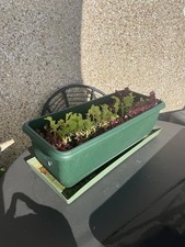 Green PLASTIC TROUGH from The Garden Centre 50cm WITH TRAY