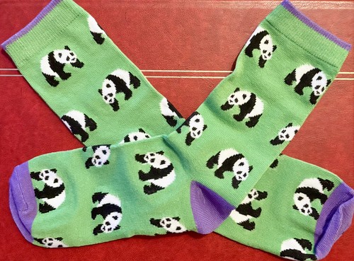 Cute sweet little panda wild - cute,
