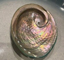 Abalone Shell Seashell