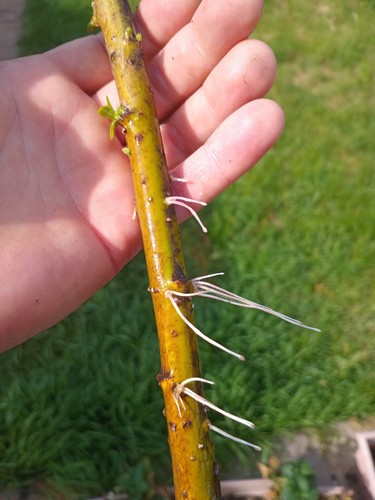 Rooted hybrid willow tree - rooted,