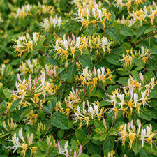 Honeysuckle Periclymenum