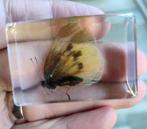 Real moth butterfly bug - moth,