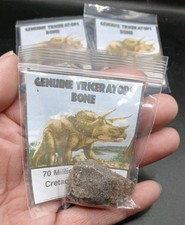 Fossil triceratops dinosaur - fossil,