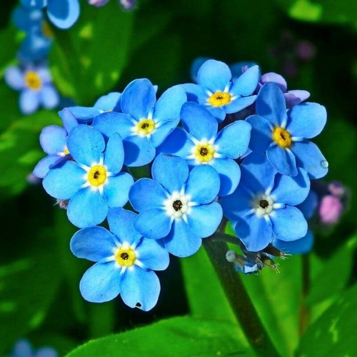 Water forget me not - x,