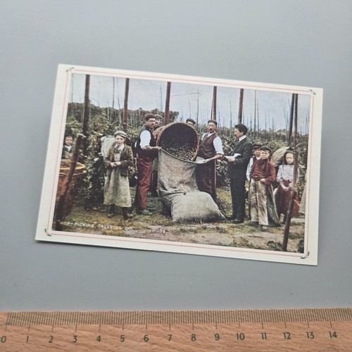 Vintage postcard hop picking - postcard,