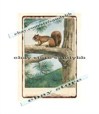 1926 North American Animals