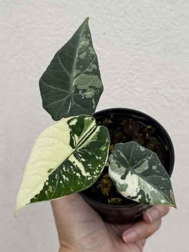 Alocasia maharani albo
