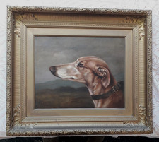 COURSING GREYHOUND HARICOT