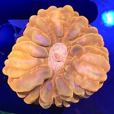 RED ULTRA CYNARINA SPECIAL