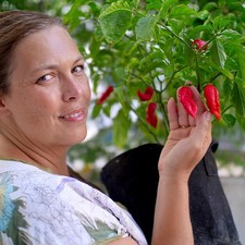 Bhut Jolokia (Ghost Pepper)