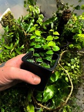 1x 9cm pot Ficus Pumila - Creeping Fig  - Terrarium Vine Climbing Plant