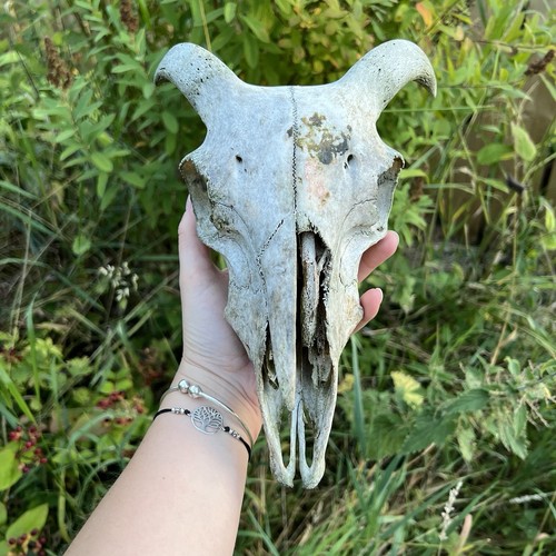 Real sheep skull - sheep,