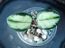 Hoya Mathilde Variegated
