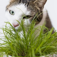 2 x Cat Grass Zumula Living Plants in 13cm Pot - Growing Plants NOT SEED