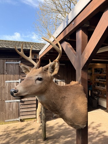 Stag white tail - stag,