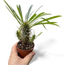 Pachypodium lamerie caudex - pachypodium,