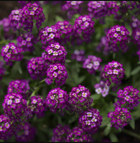 Alyssum oriental nights dark - alyssum,