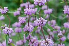 Phlomis Tuberosa -15 seeds  Jerusalem sage, Hardy Perennial 