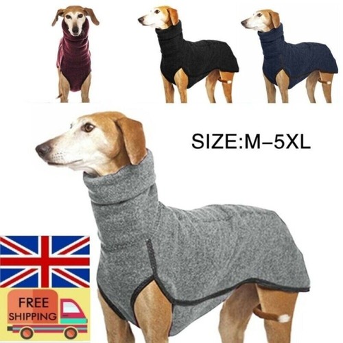 Pet dog winter - pet,