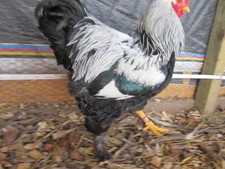 Dark brahma hatching eggs - dark,