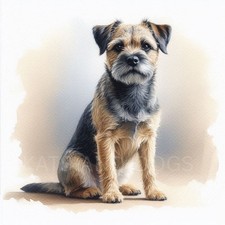 Border terrier watercolour - border,