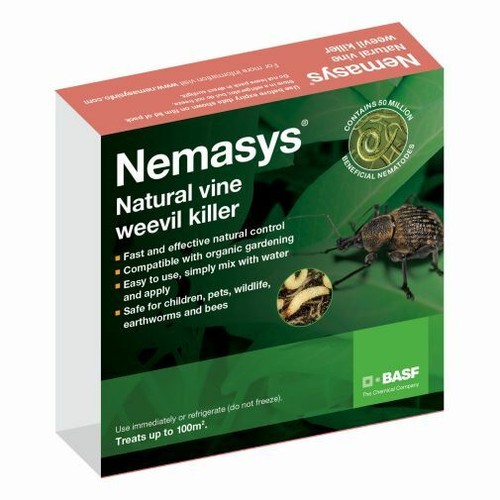 Nemasys nematodes vine weevil - nematodes,