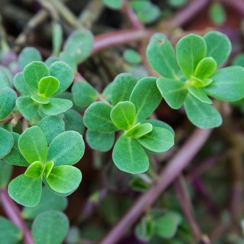 2000 green purslane seeds - purslane,