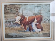Hereford Cattle A Print by UK