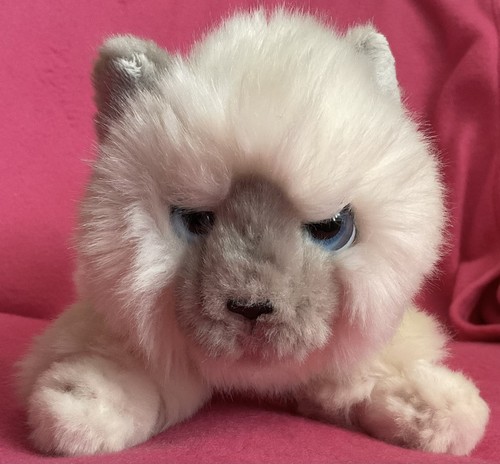 Keel cuddle kittens blue - kittens, cream