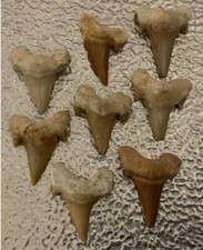 GROUP OF 8 X FOSSILISED PREHISTORIC SHARK TEETH.VGC.PENNY COIN FOR SIZE COMPARIS